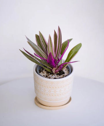 Maguey Morado, Una super planta exclusiva de Kenäz.