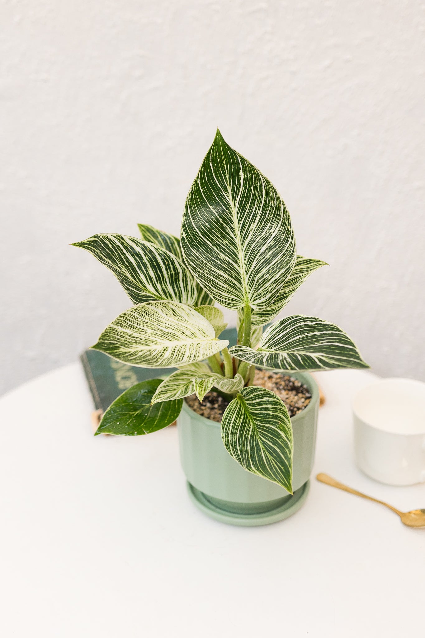 philodendron birkin cuidados Philodendron Birkin | Planta con rayas blancas | Comprar