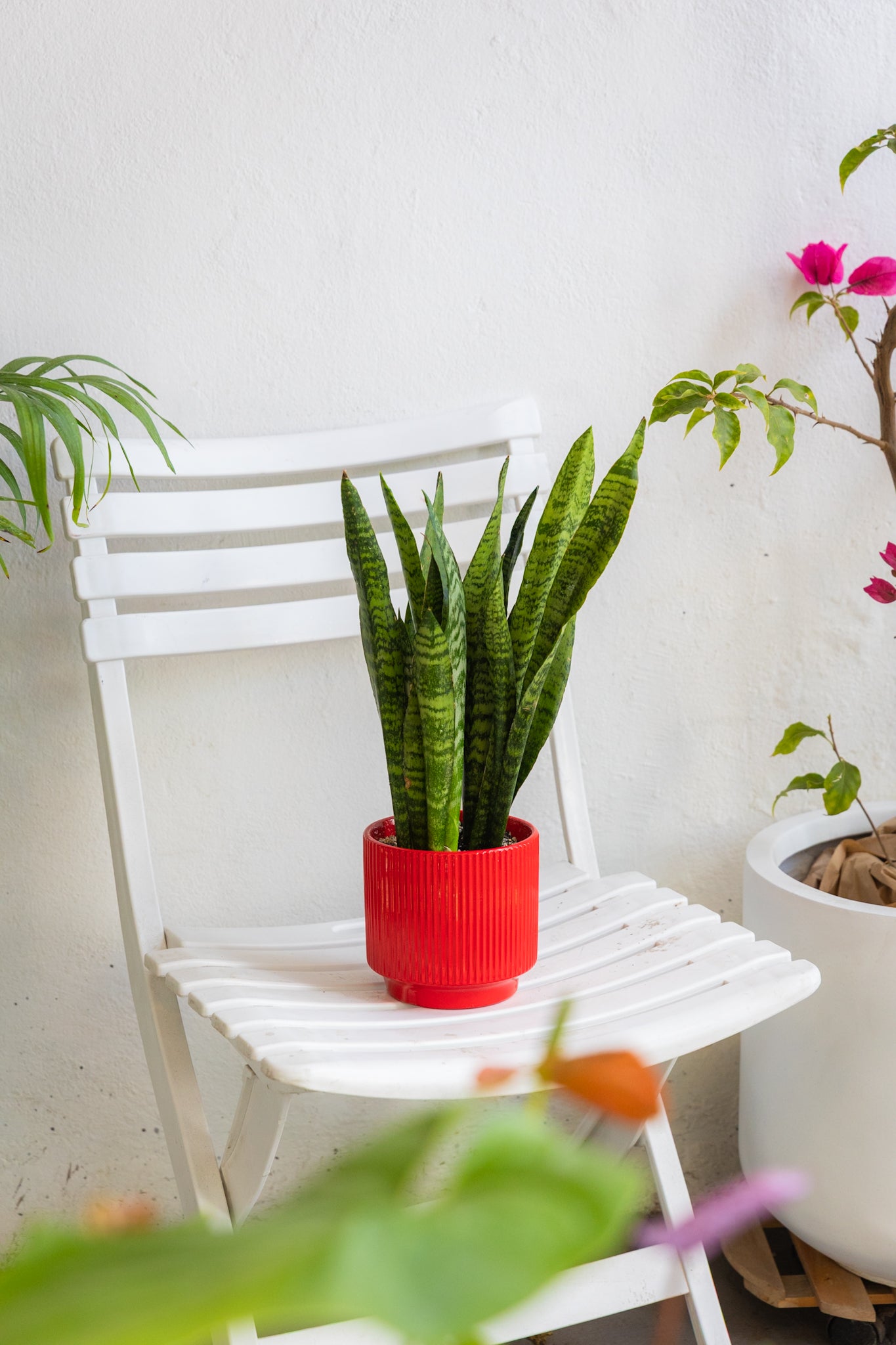 sansevieria exterior sol Sansevieria Zeylanica | Lengua de suegra rayada | Comprar
