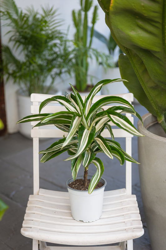 Dracena Helicoidal