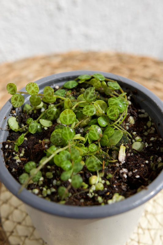 Peperomia Prostata 🐢