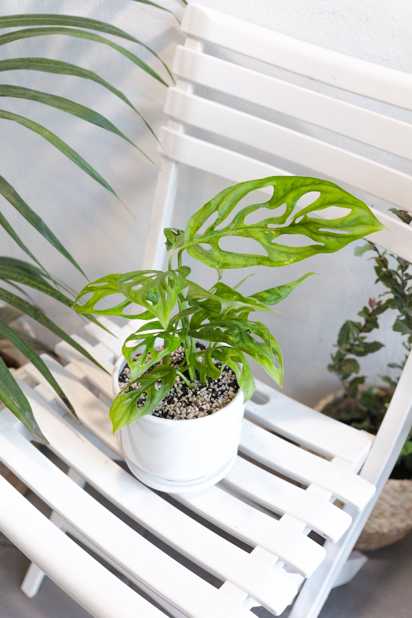 monstera adansonii chile Monstera Adansonii | Comprar planta con huecos