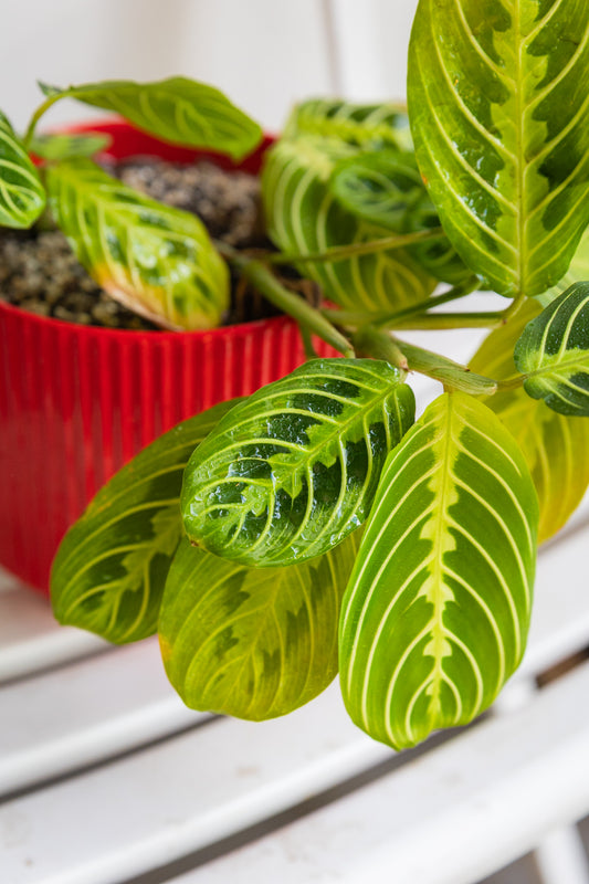 Maranta Lemon Lime
