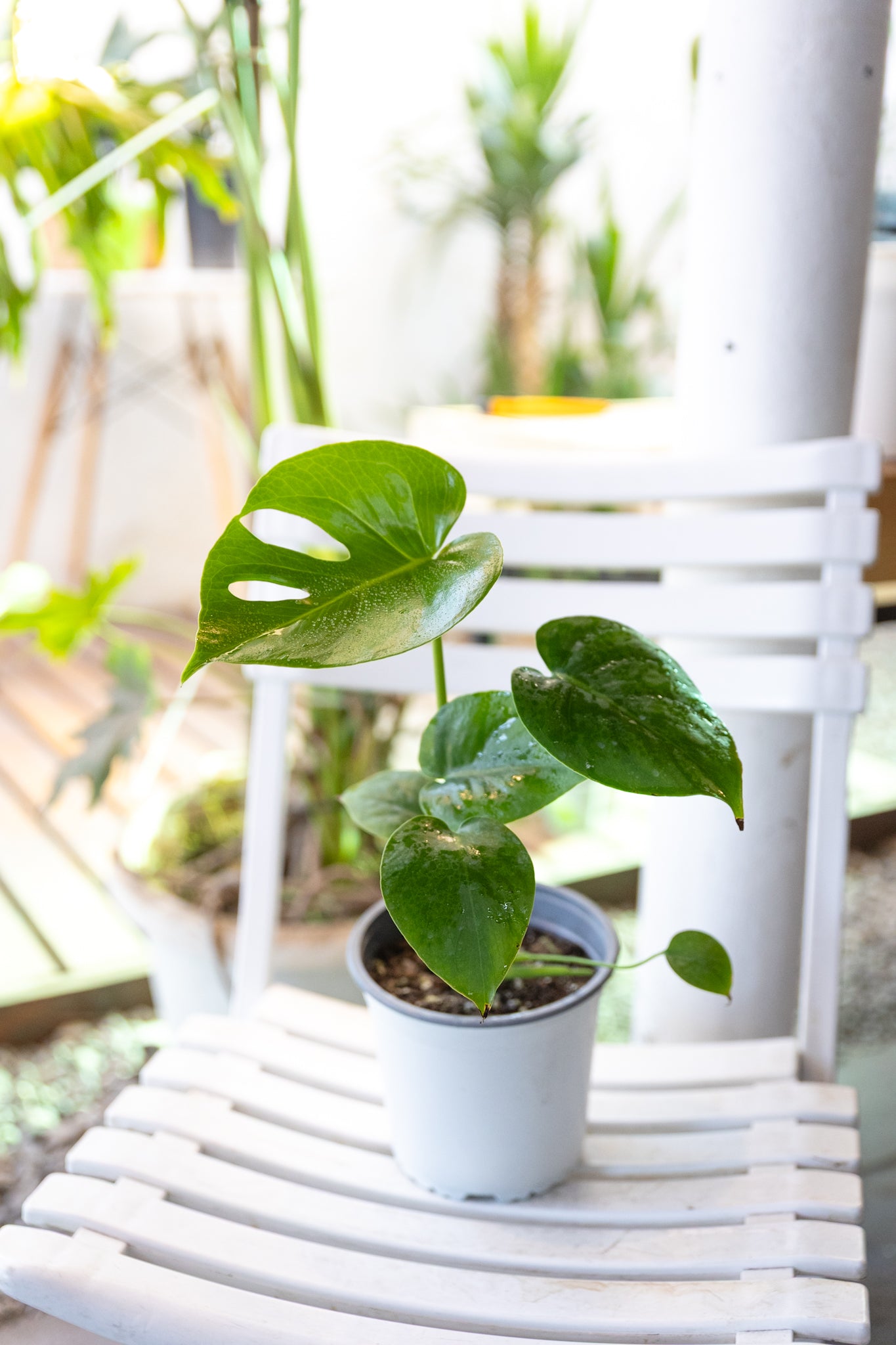 Monstera Baby | Mini monstera de interior | Comprar