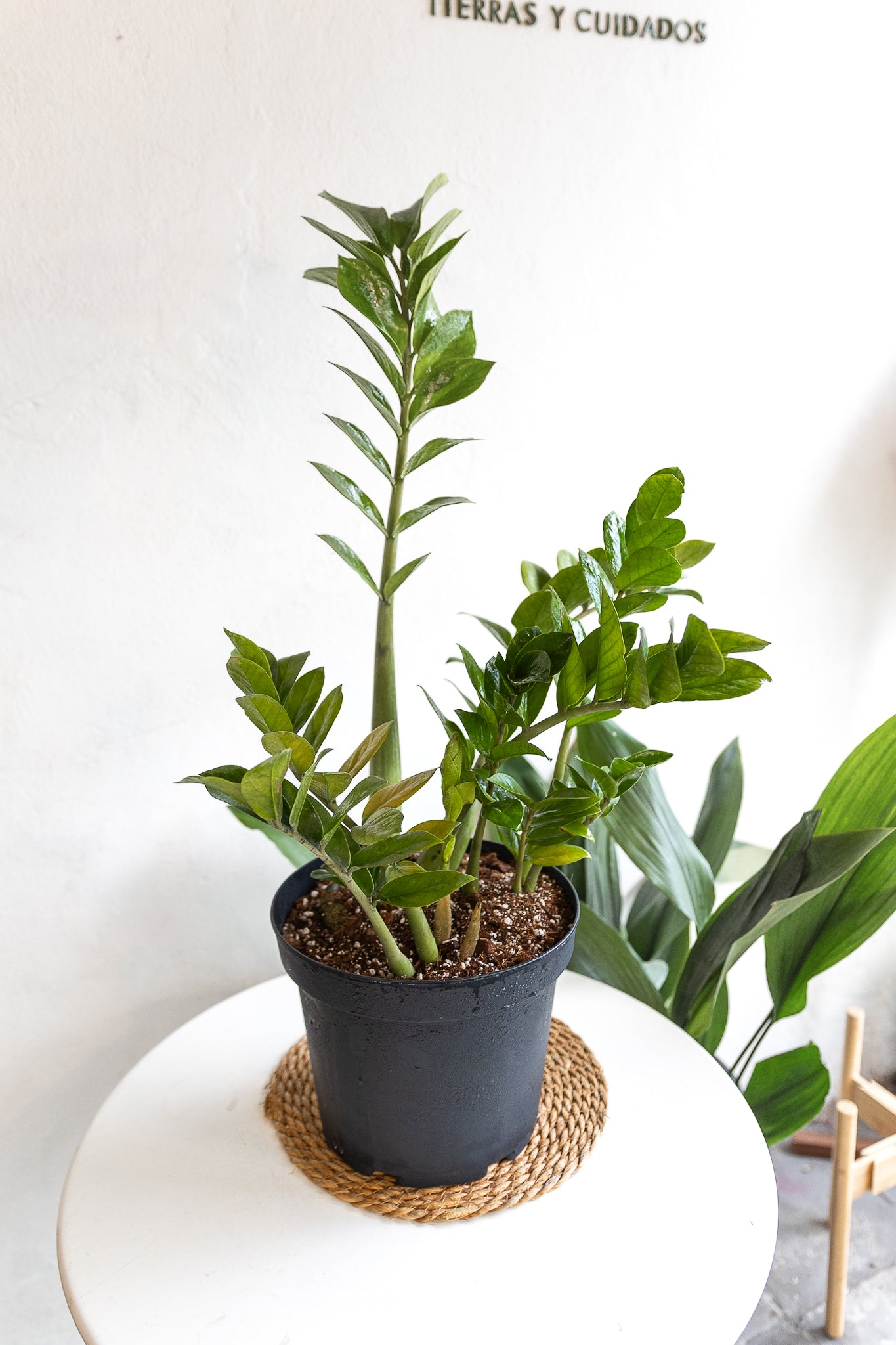 zz planta cuidados Zamioculca ZZ | Planta de interior resistente | Comprar