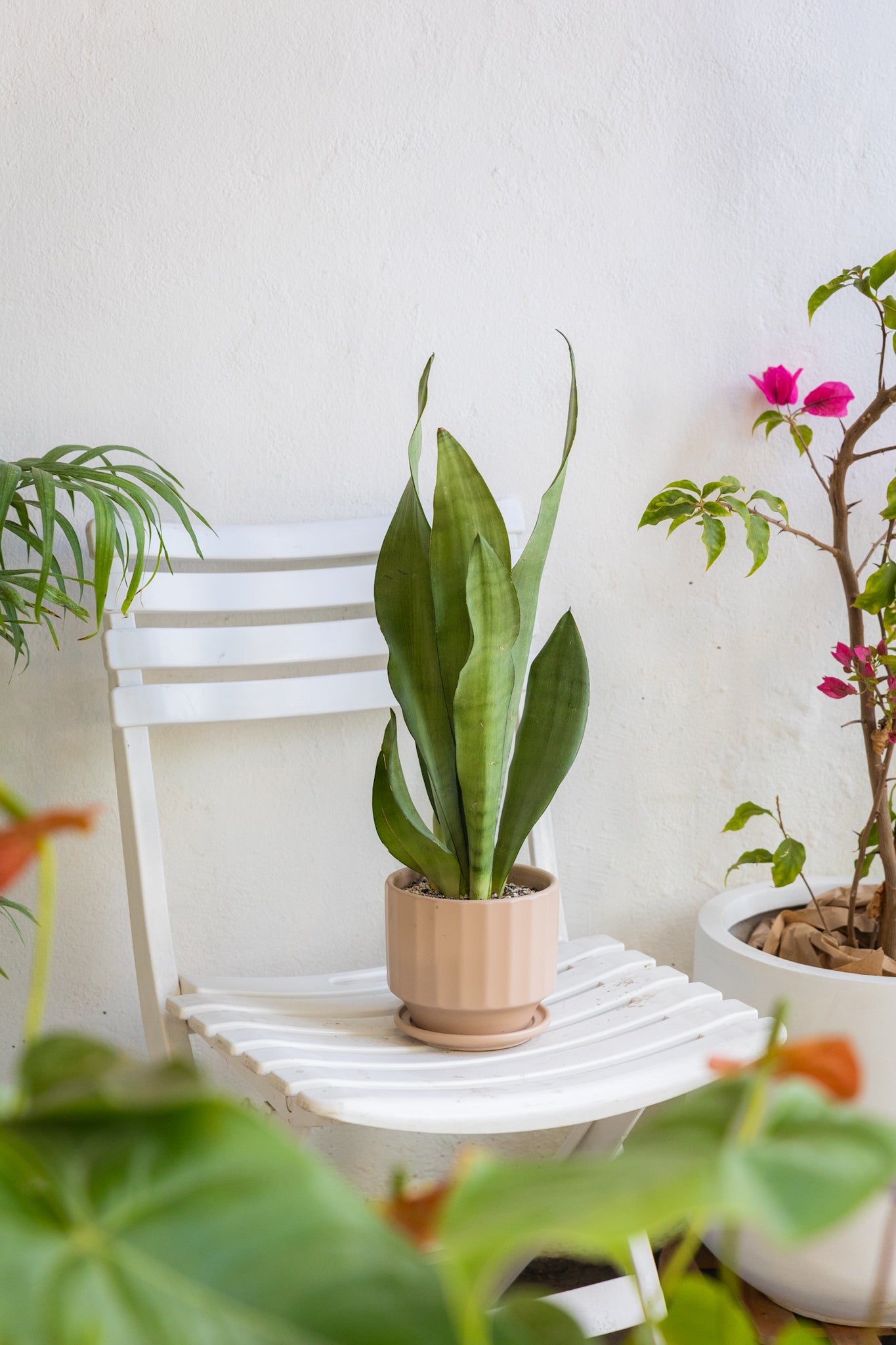 sansevieria planta purificadora Sansevieria Moonshine | Planta purificadora plateada | Comprar