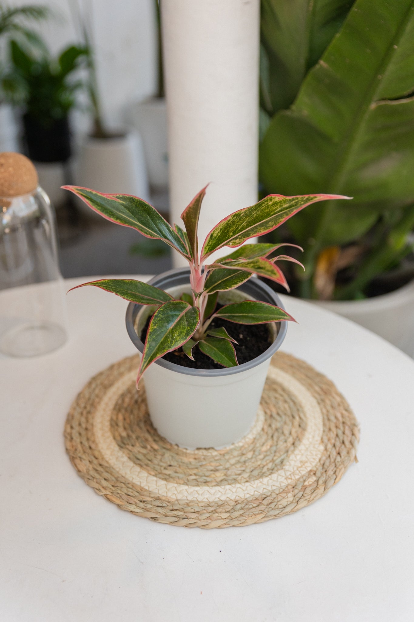 aglaonema siam aurora cuidados Aglaonema Siam Aurora | Planta roja intensa de interior