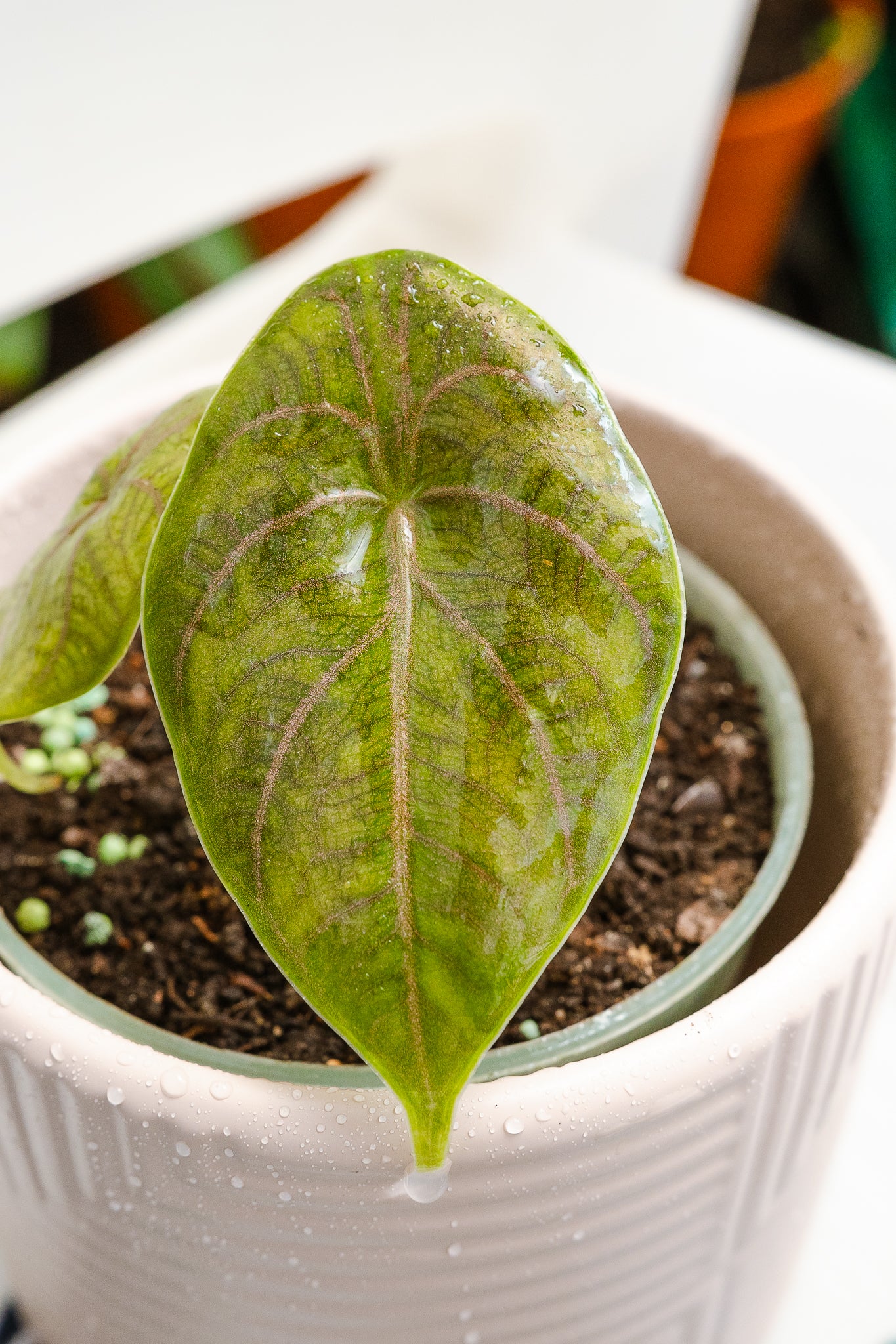 Alocasia Azlanii | Alocasia de hojas oscuras | Comprar | Kenaz