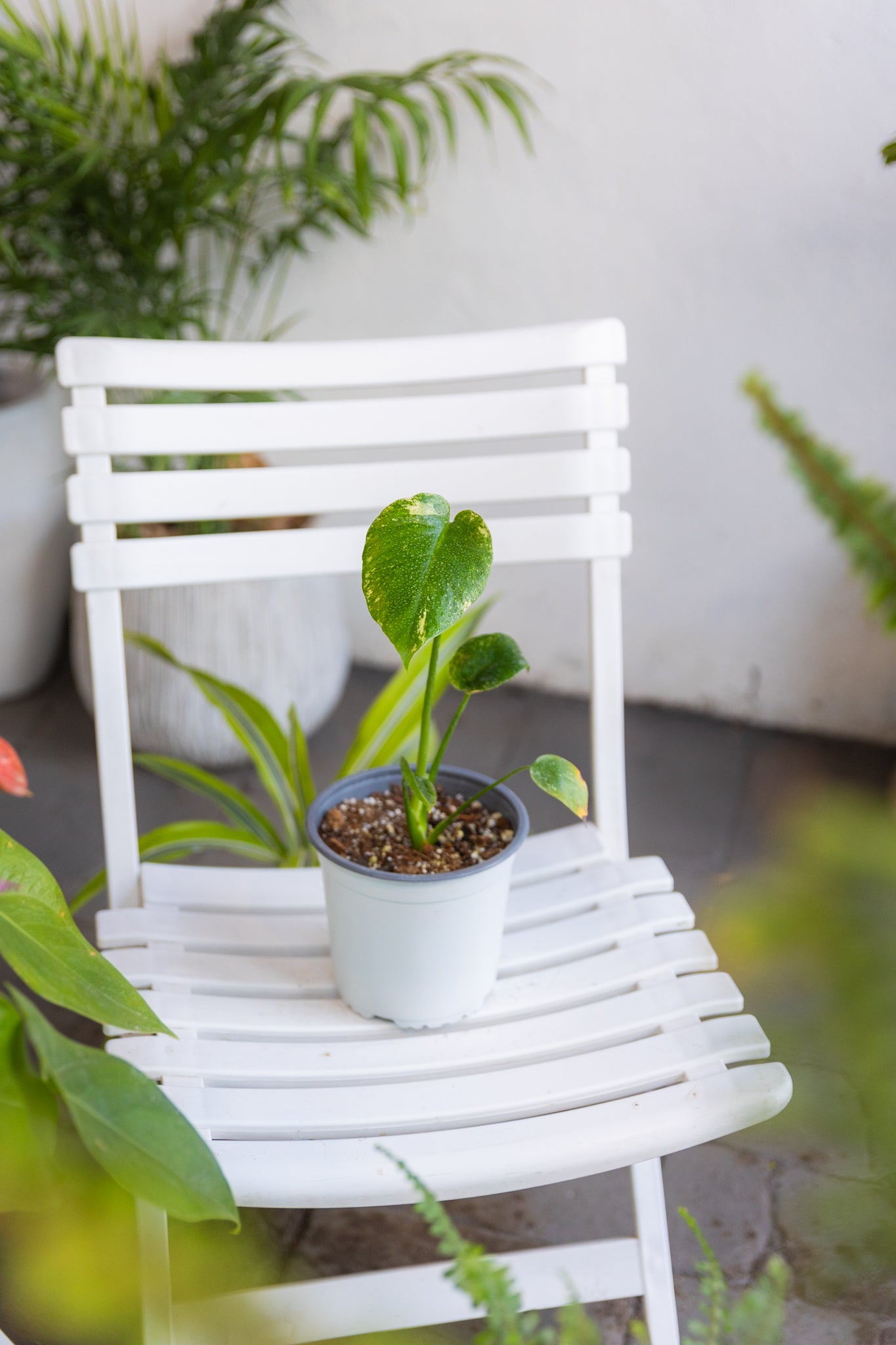 monstera planta de interior Monstera Mint | Monstera variegada verde menta