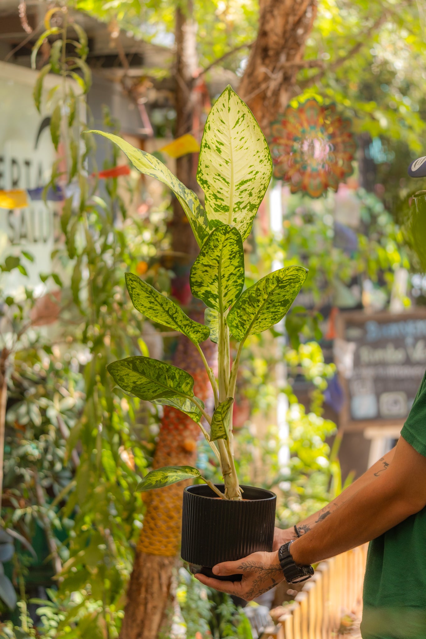 Dieffenbachia Pictus | Planta plateada tropical | Comprar | Kenaz