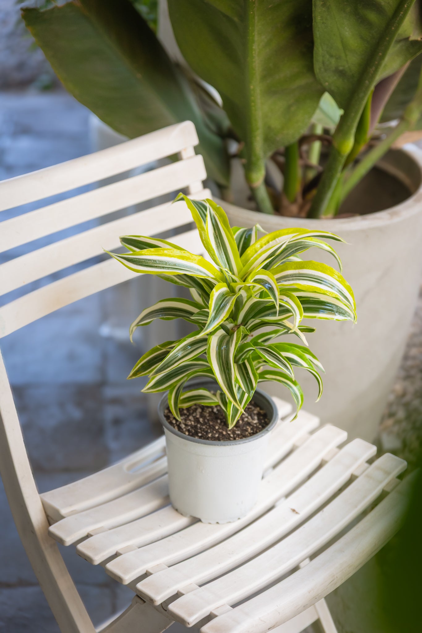 Dracena Helicoidal | Árbol de interior trenzado | Comprar