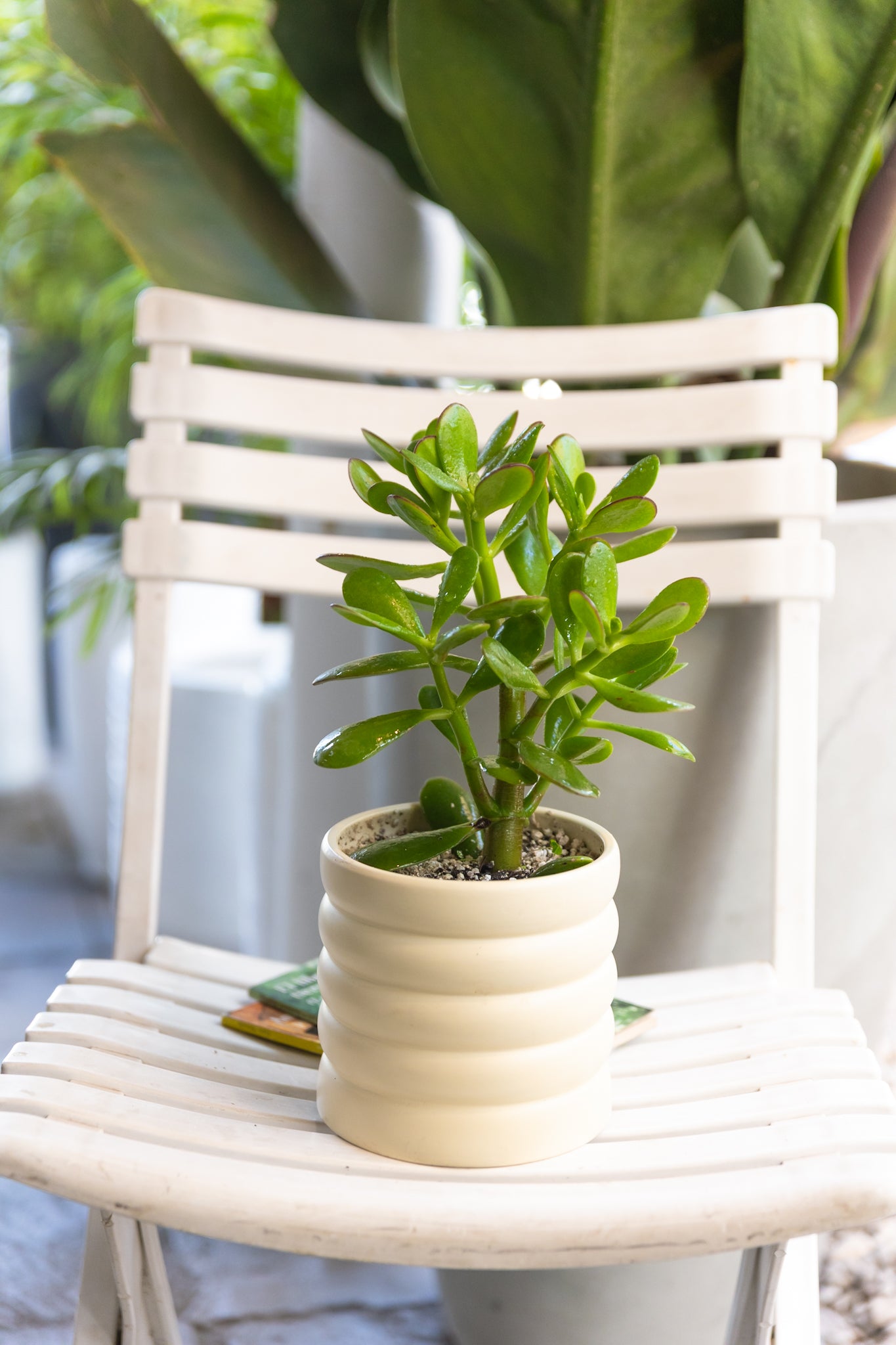 Jade Crassula Ovata | Planta suculenta de interior