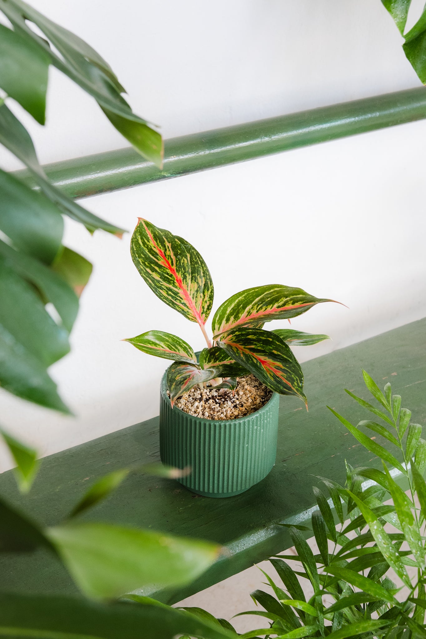planta aglaonema roja Aglaonema Red Emerald | Planta roja de interior | Comprar