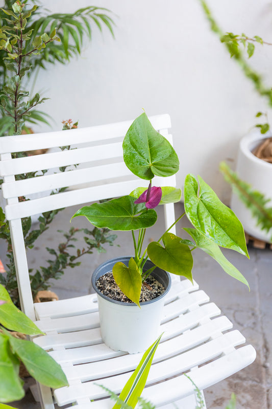 Anturio con flor (Anthurium Andreanum)