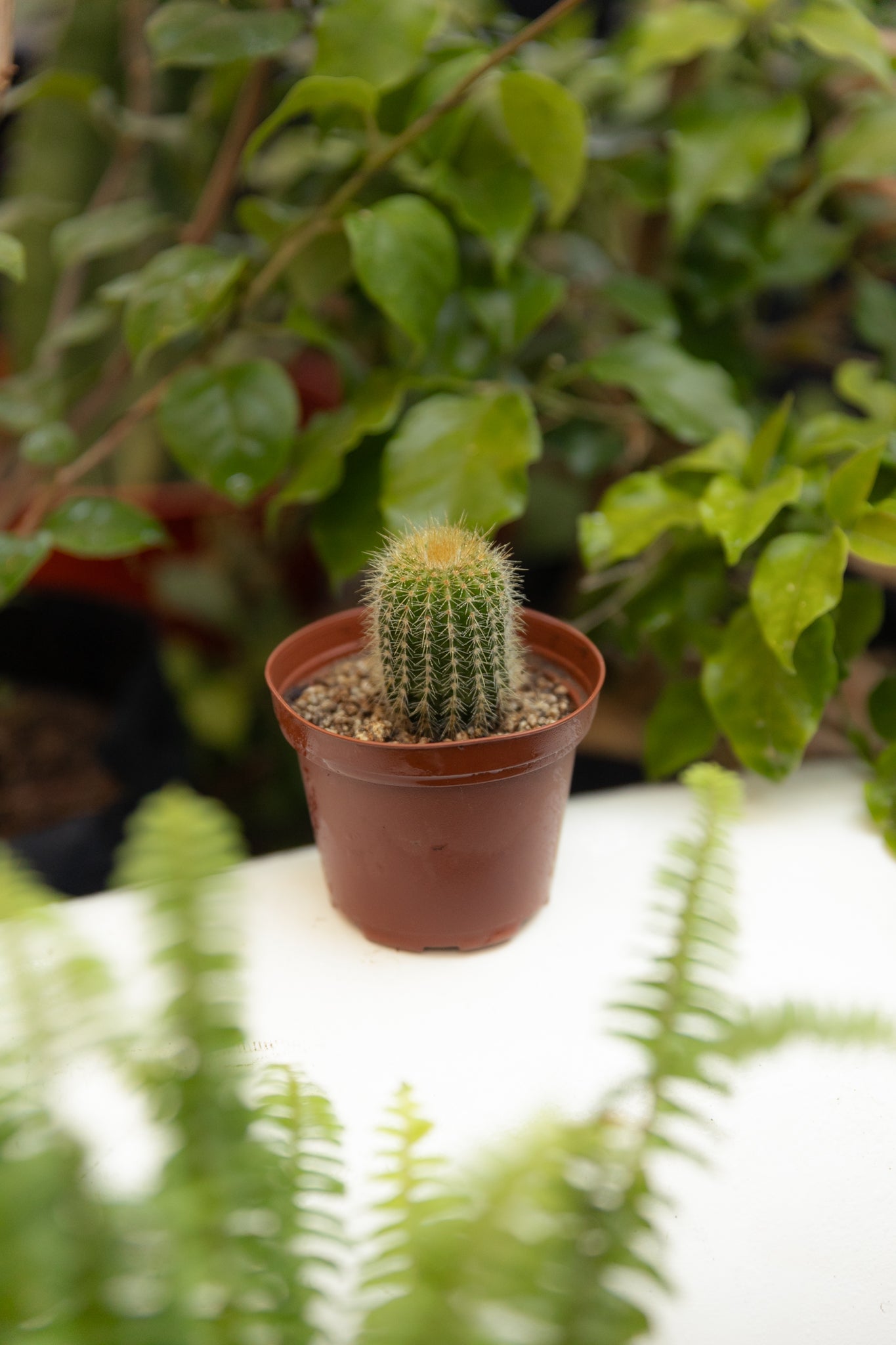 cactus pequeños Cactus Mini | Mini cactus de interior | Comprar