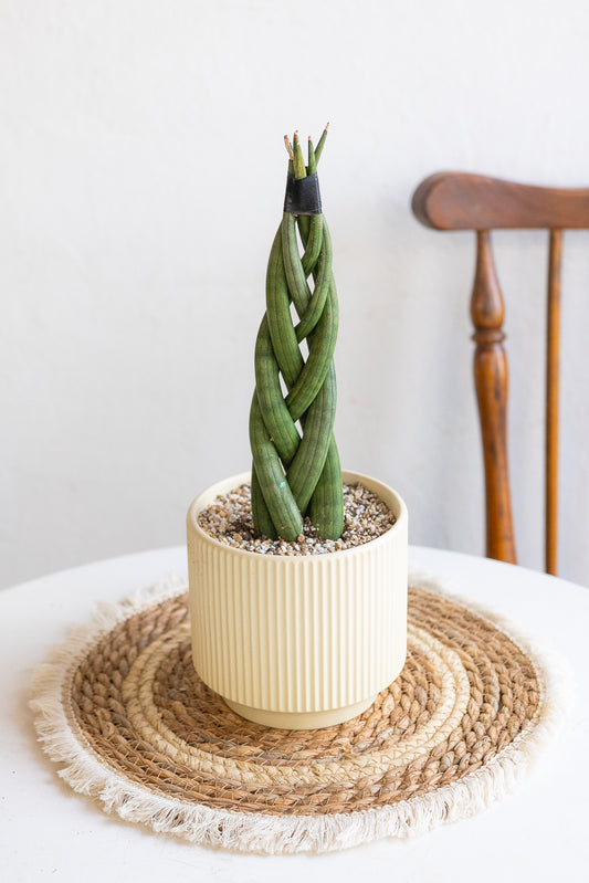 Sansevieria Cilíndrica Trenzada