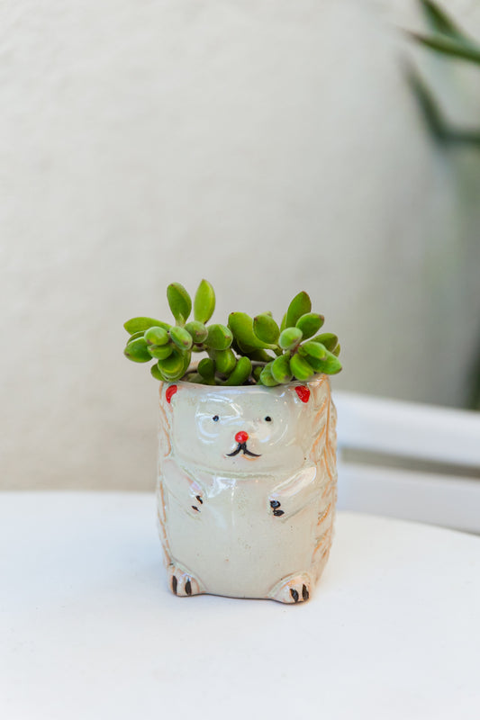 Macetero Rostro Variedades