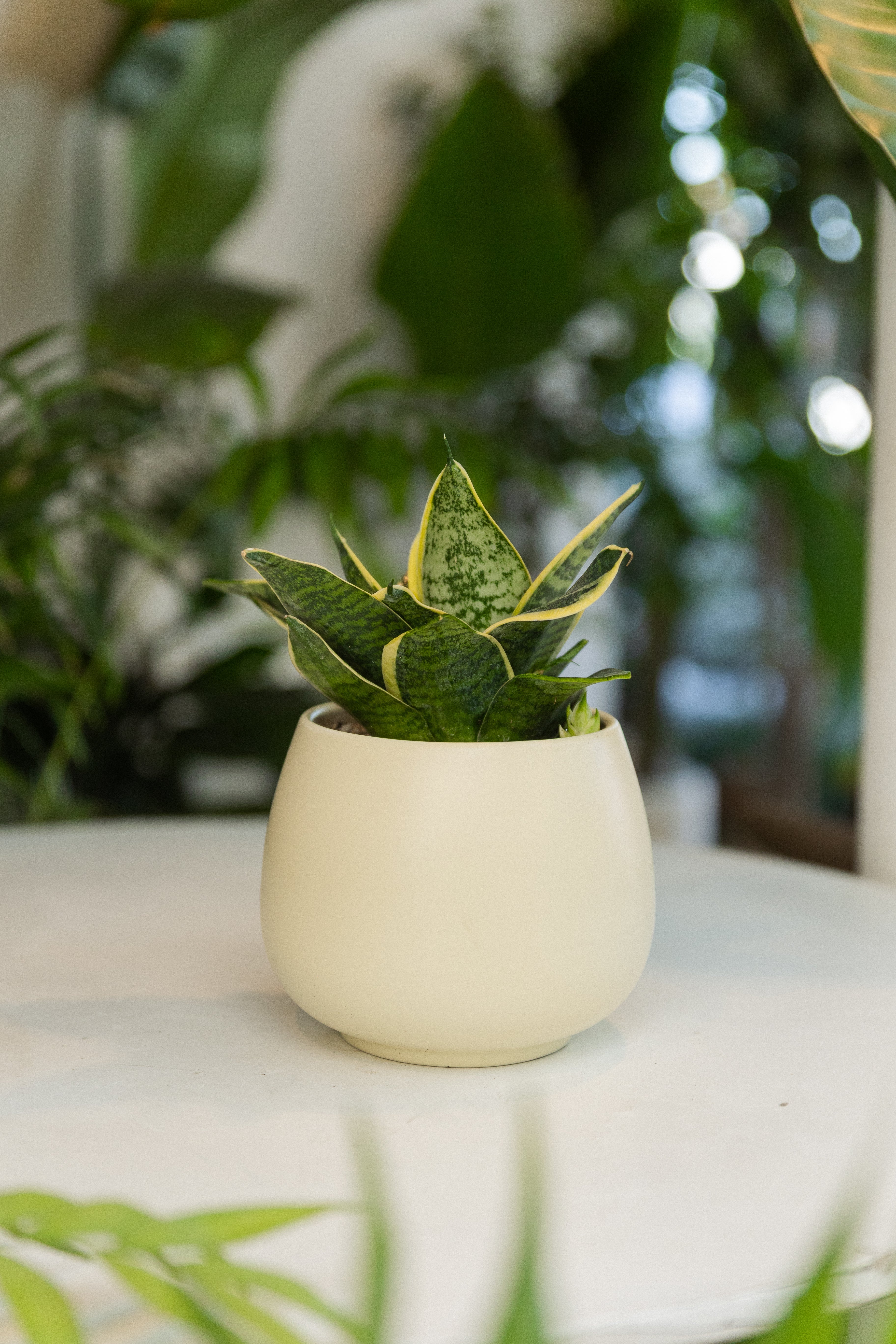 tipos de sansevieria enana Sansevieria Enana | Lengua de suegra compacta | Comprar