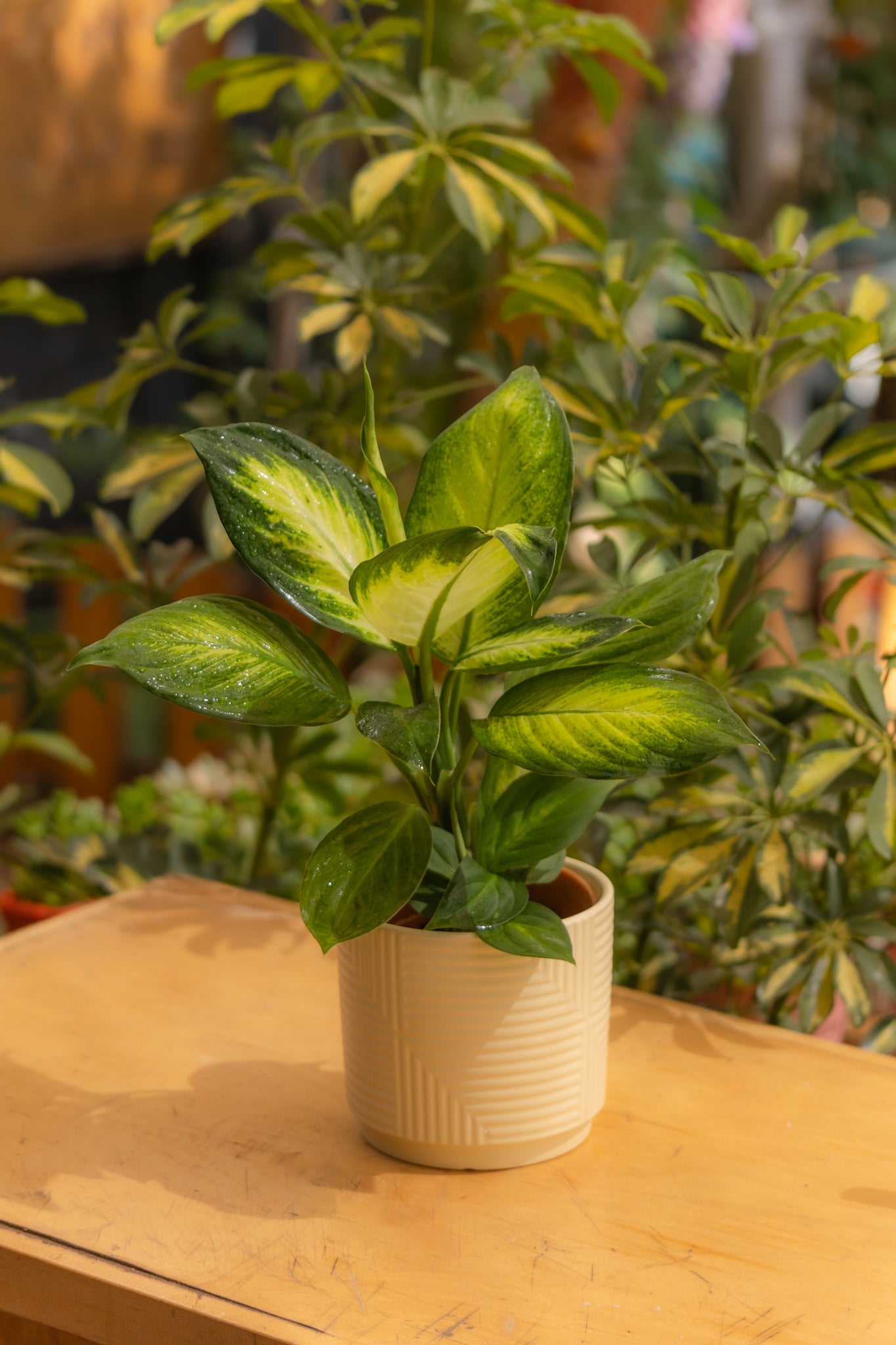 dieffenbachia amoena cuidados Dieffenbachia Amoena | Planta de interior tropical | Comprar