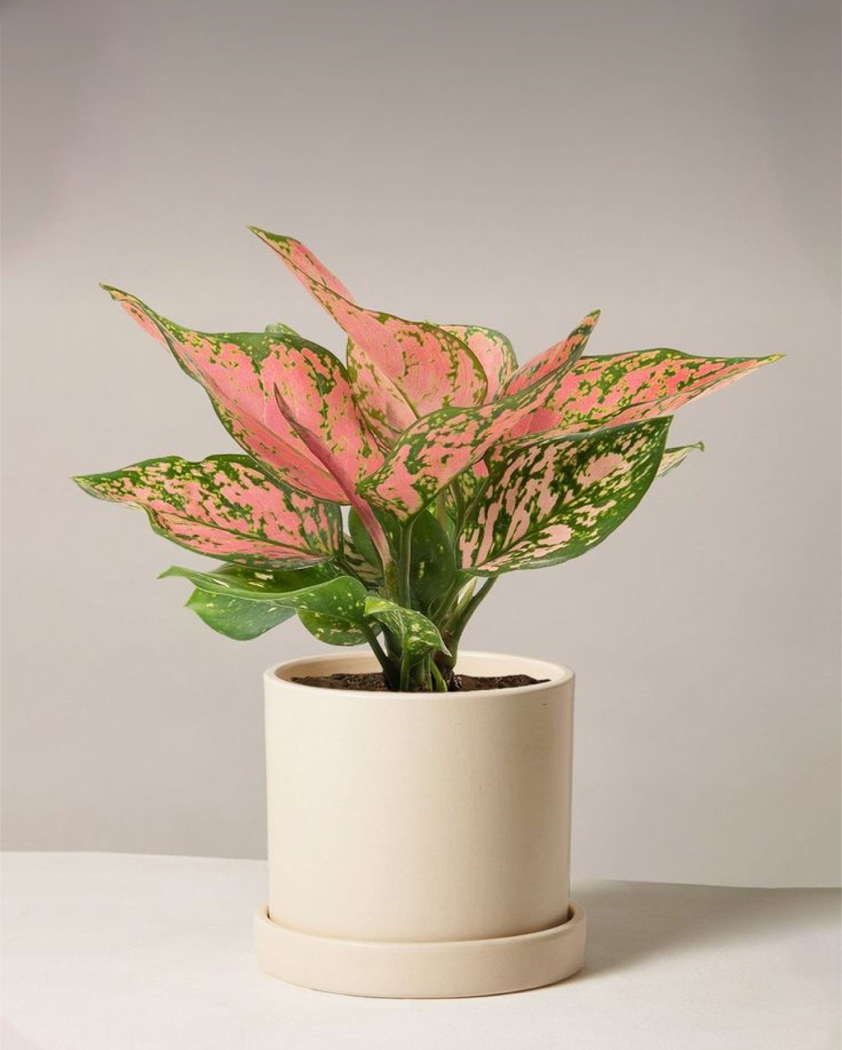 Aglaonema | Planta tropical colorida de interior | Comprar