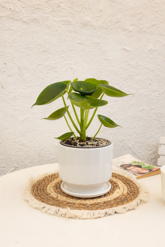 Macetero Clásico Blanco