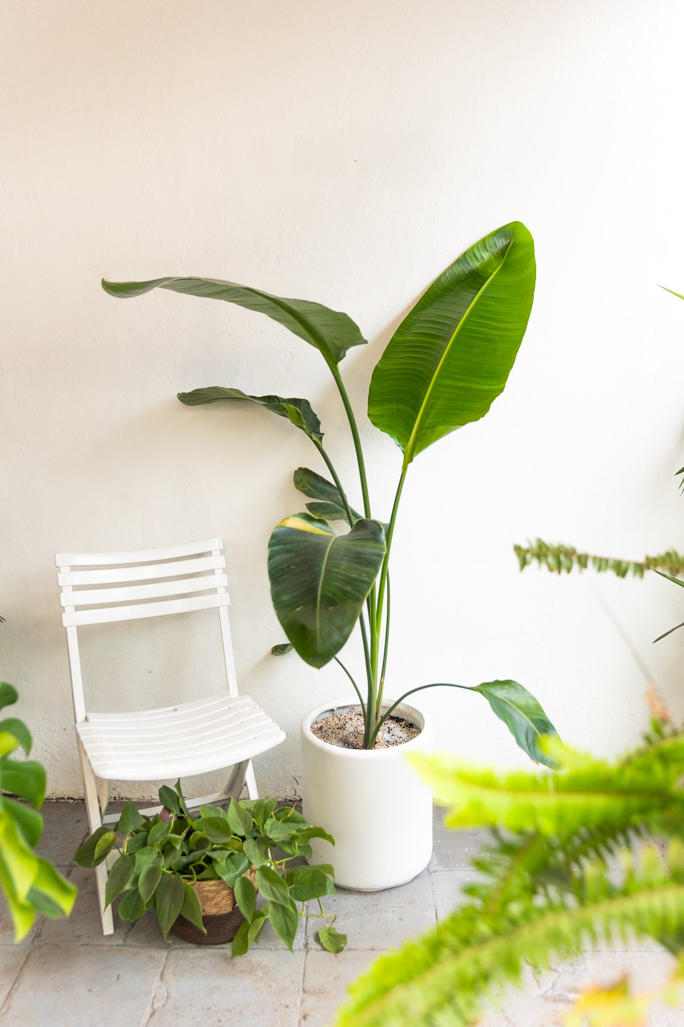 Strelitzia Nicolai | Palmera tropical XL | Comprar