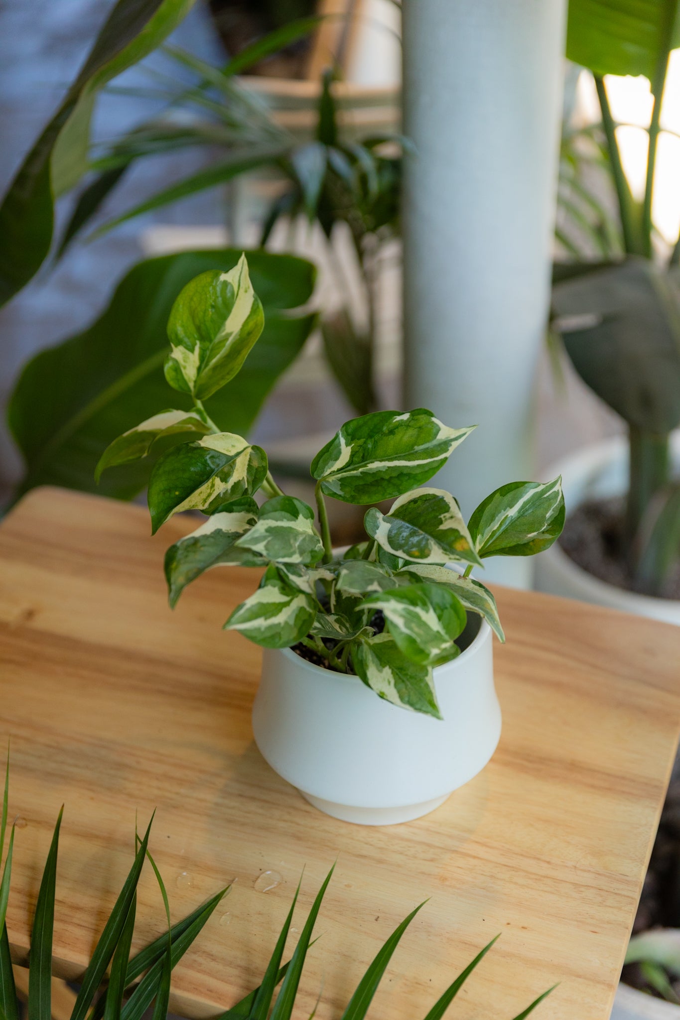 planta poto colgante Pothos N'Joy | Planta colgante variegada | Comprar