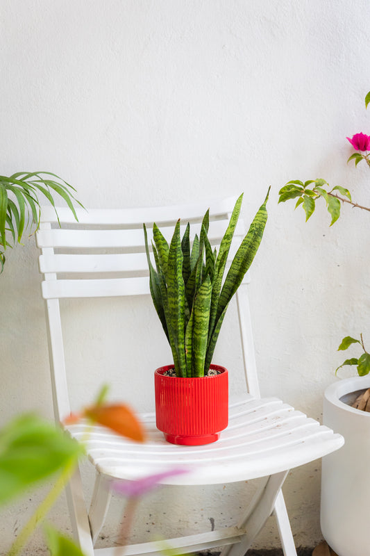 Sansevieria Zeylanica