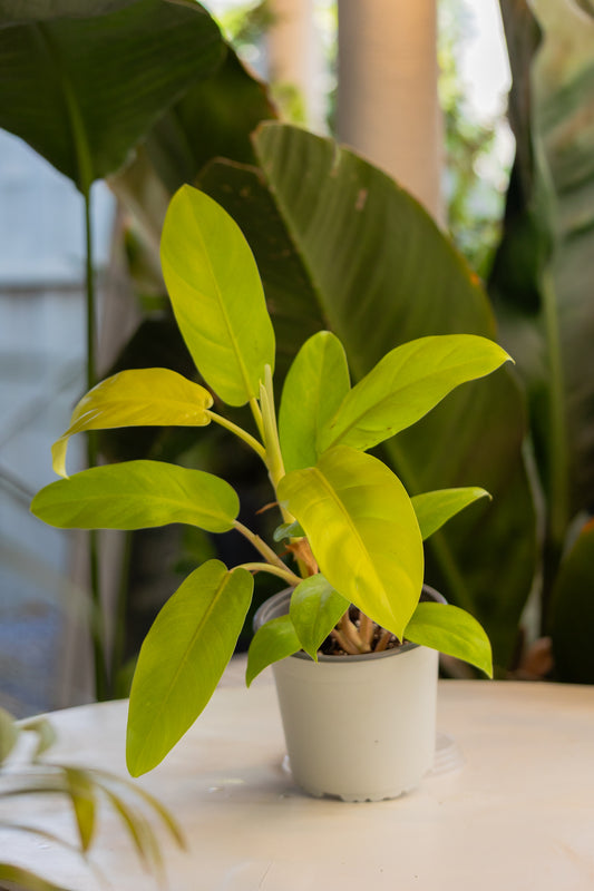 Filodendro Malay
