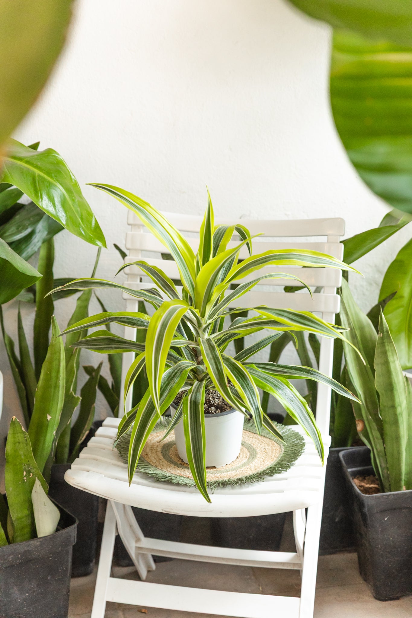 dracaena planta Dracena Lemon | Planta de interior resistente | Comprar