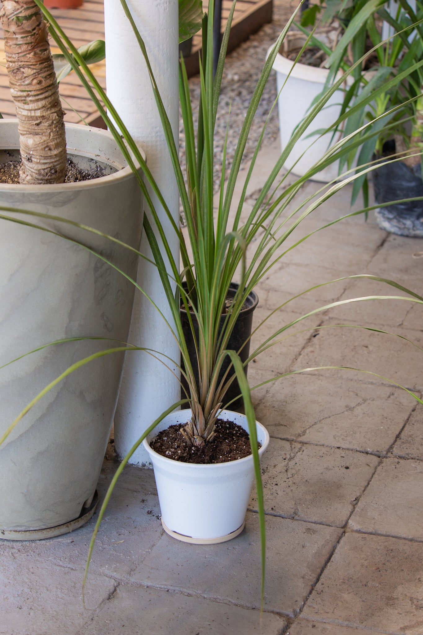 dracaena marginata exterior Dracena de Exterior | Planta vertical para jardín | Comprar
