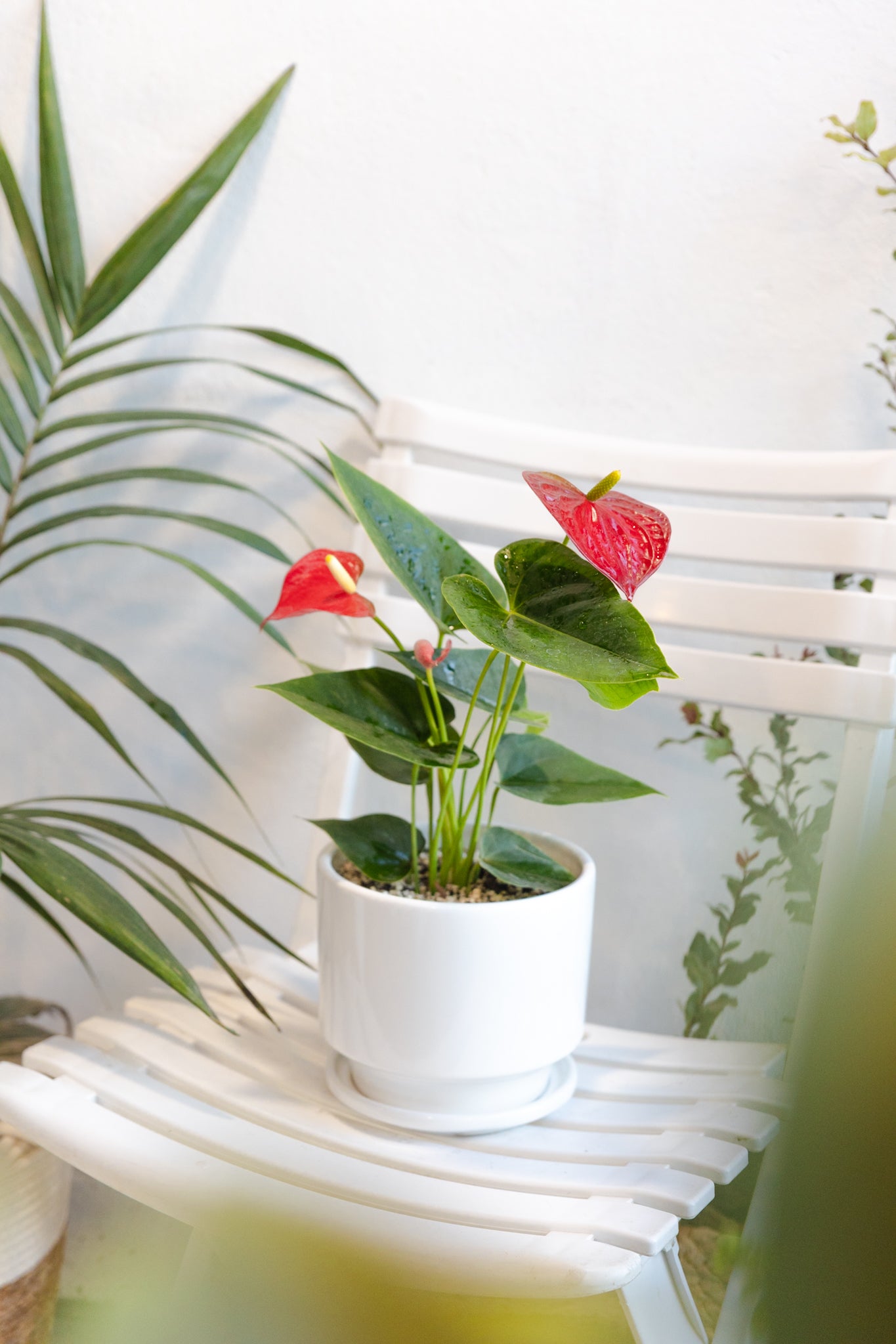 flor anthurium rojo Anturio Rojo L | Anturio grande con flor | Comprar