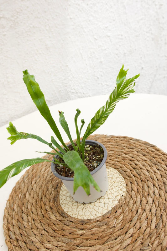 Helecho Asplenium Variegado