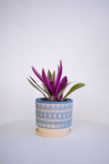 Tradescantia Spathacea ( Maguey Morado )