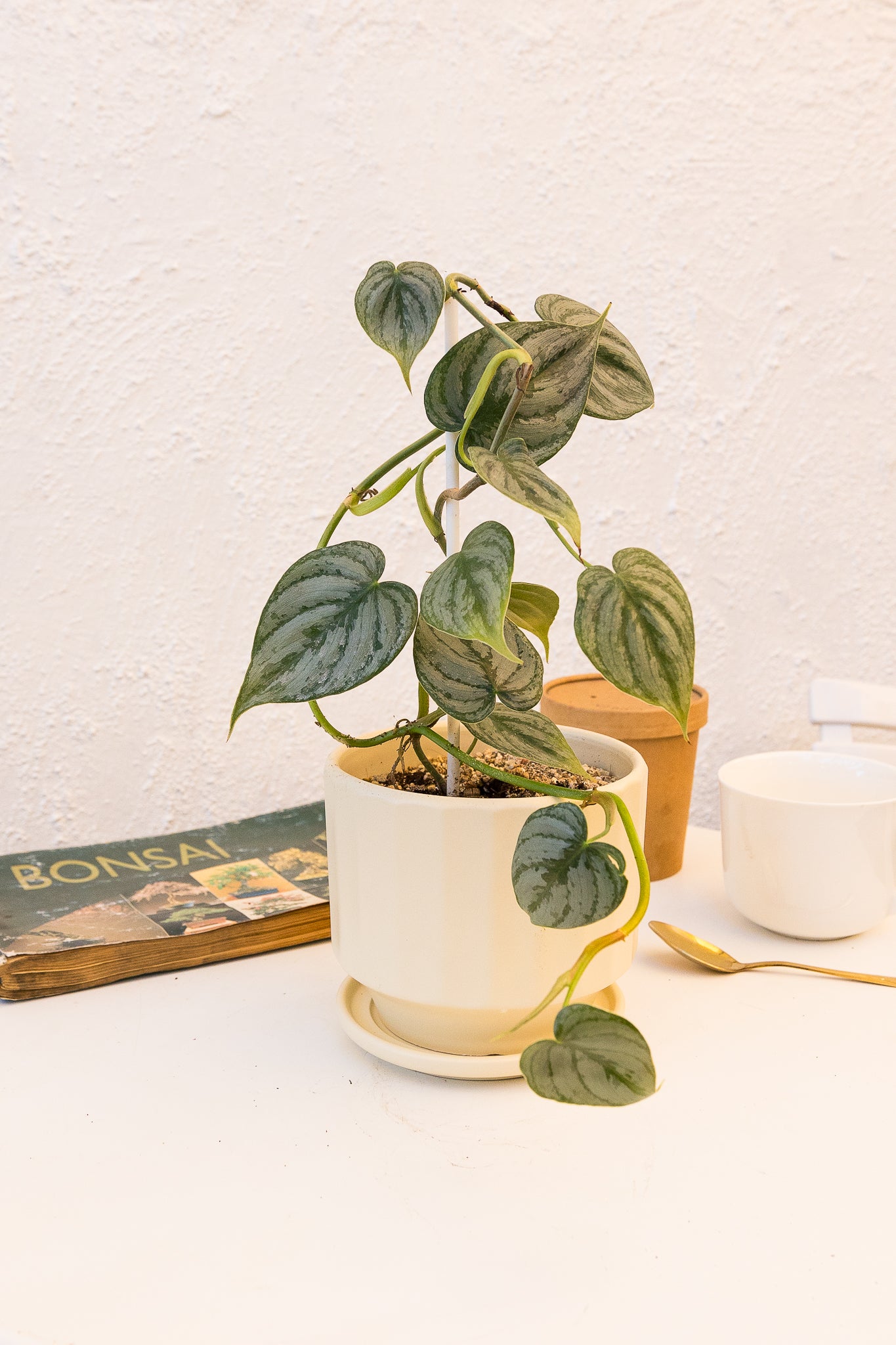 comprar philodendron Philodendron Brandtianum | Planta plateada trepadora | Comprar