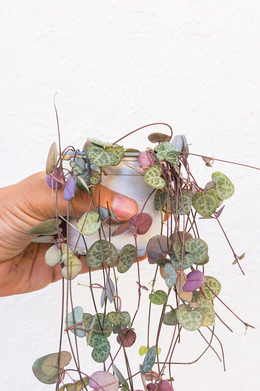 Ceropegia woodi