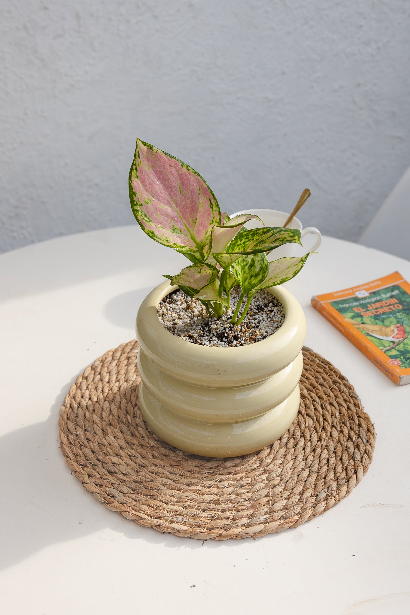 aglaonema comprar Aglaonema Lady Valentine | Planta rosada de interior | Comprar