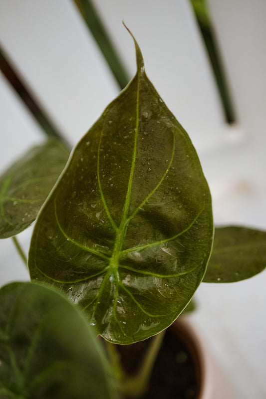 Alocasia Wentii