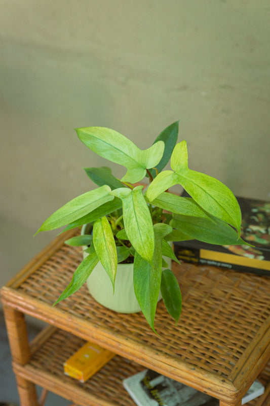 Filodendro Florida Ghost