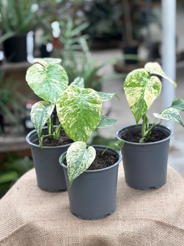 Monstera Mint