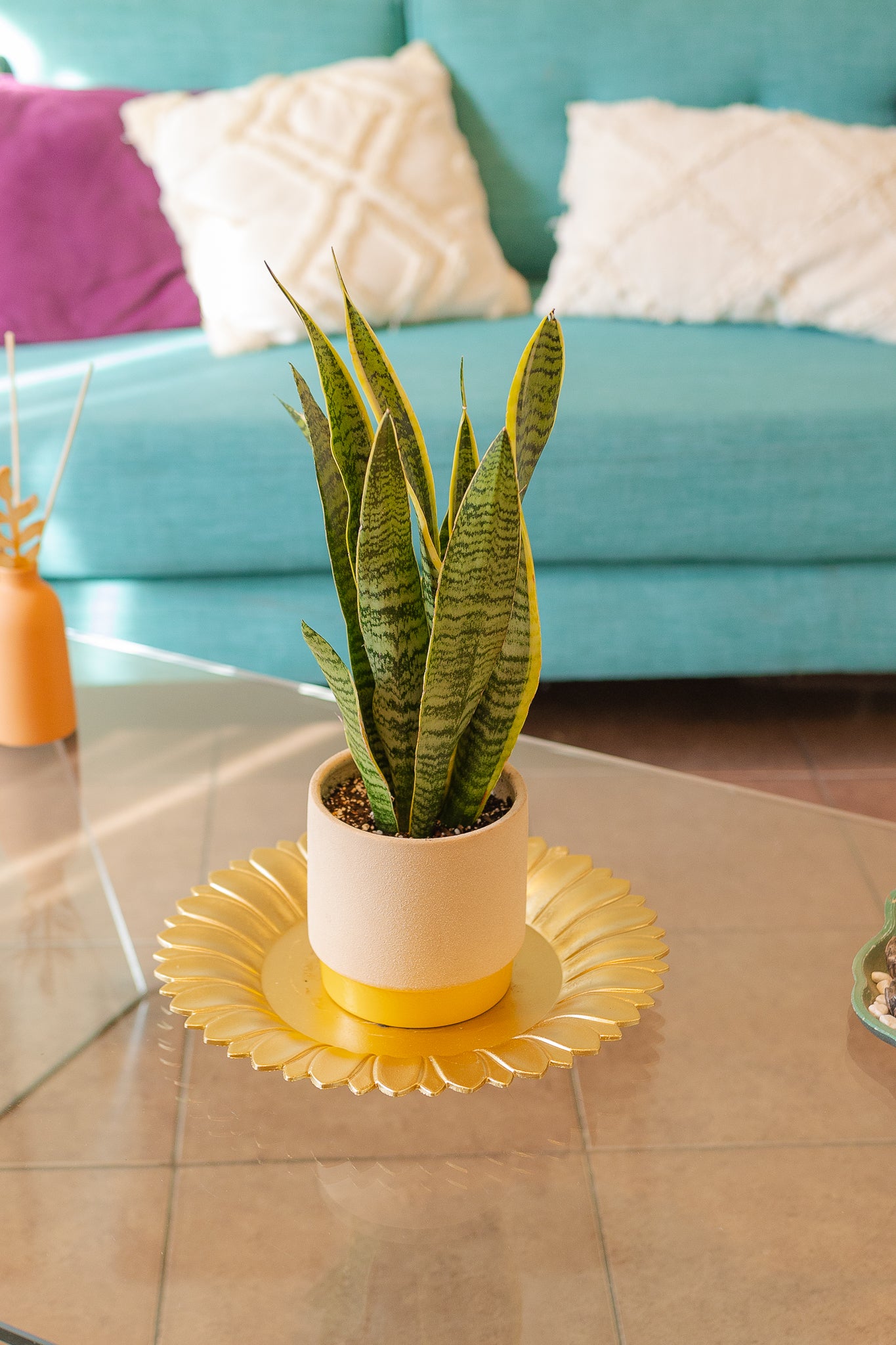 sansevieria chile Sansevieria Laurentii | Lengua de Suegra | Comprar