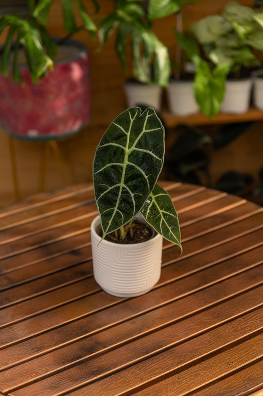 Alocasia Watsoniana