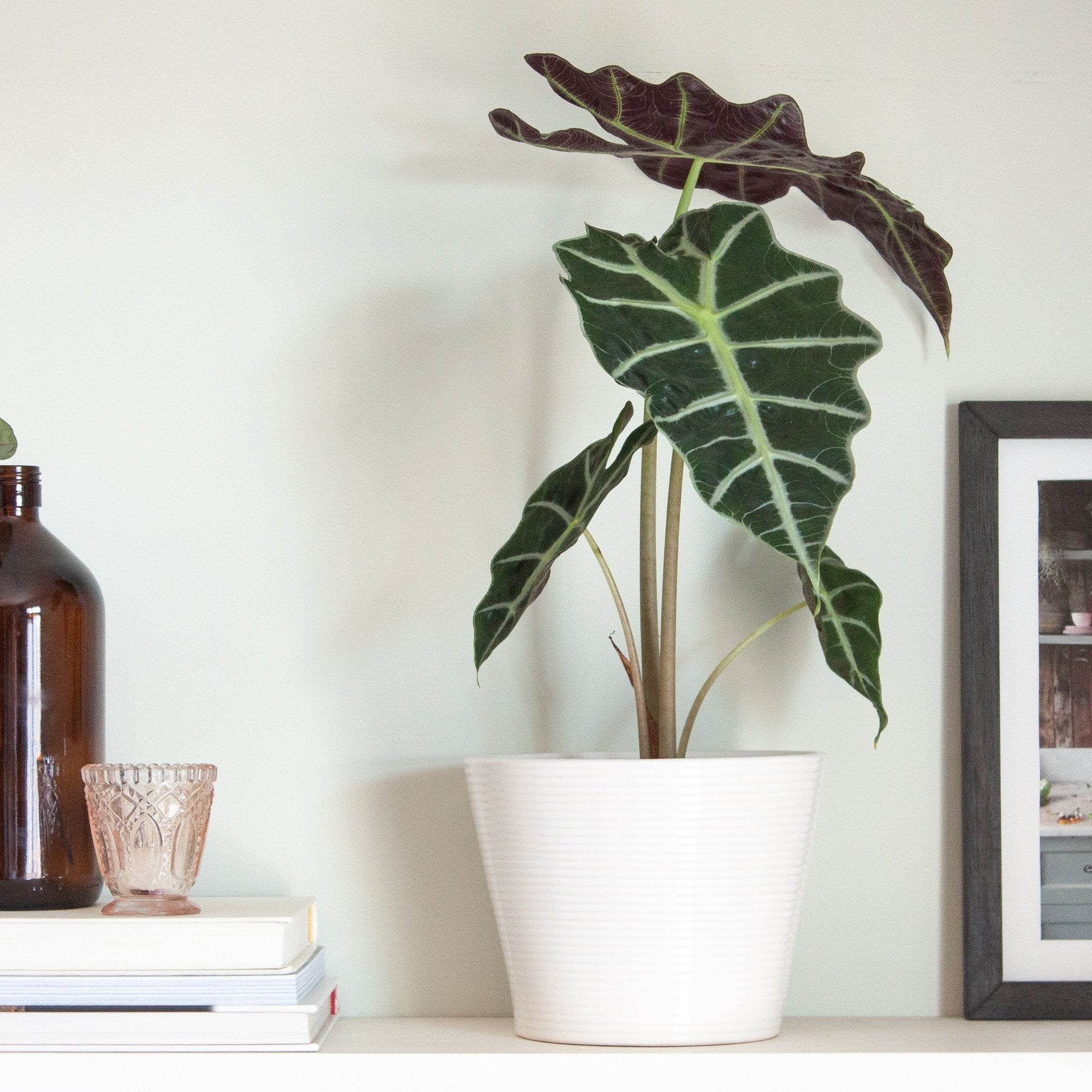 Alocasia Amazonica | Planta extica de interior | Comprar | Kenaz