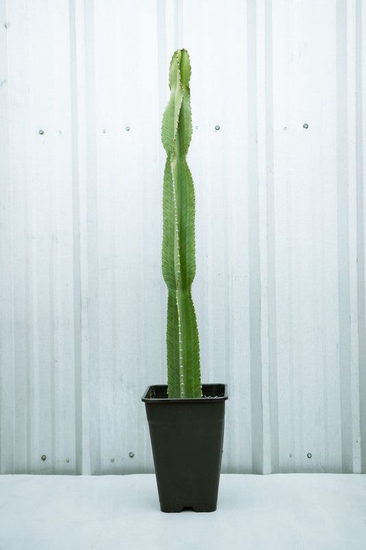 Cactus Euphorbia - Kenäz