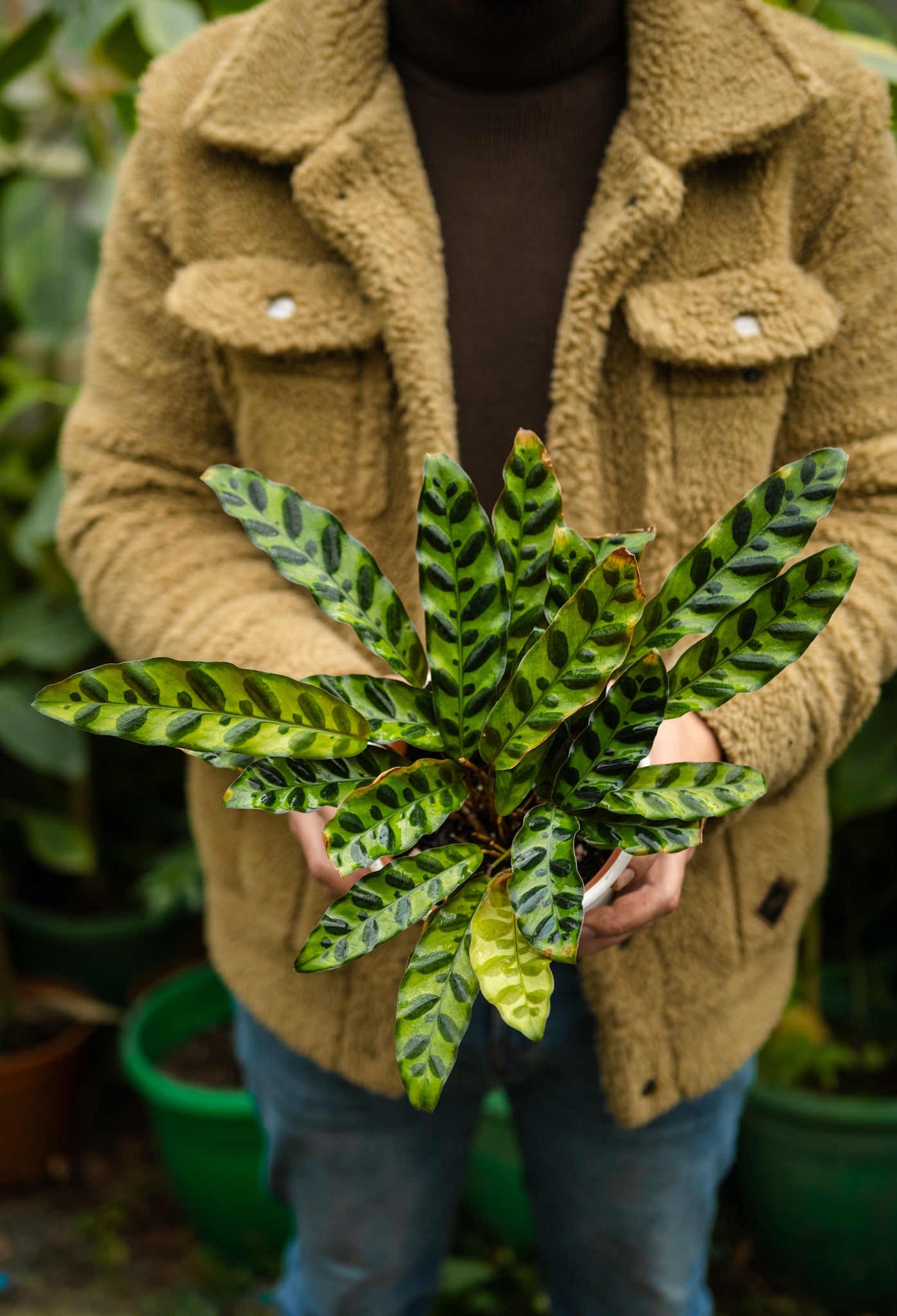 Calathea Lancifolia | Planta rayada de interior | Comprar