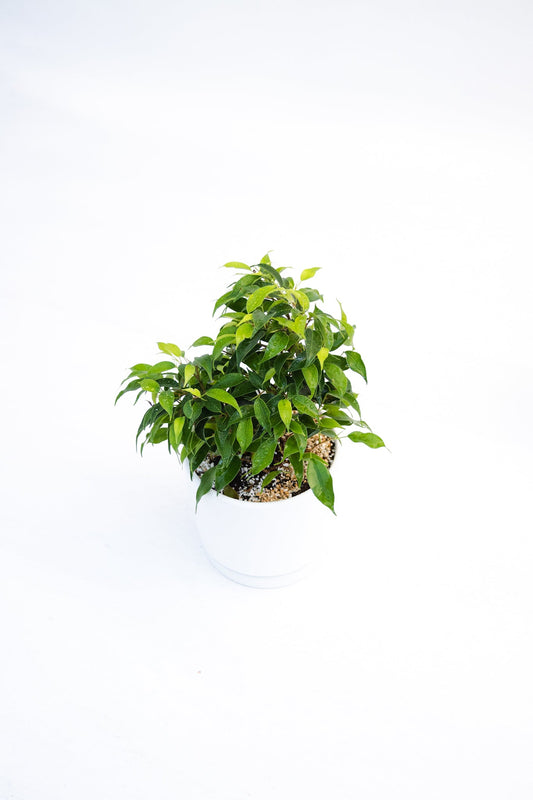 Ficus Bonsai - Kenäz
