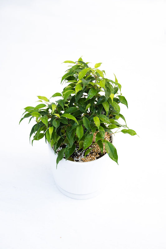 Ficus Bonsai - Kenäz
