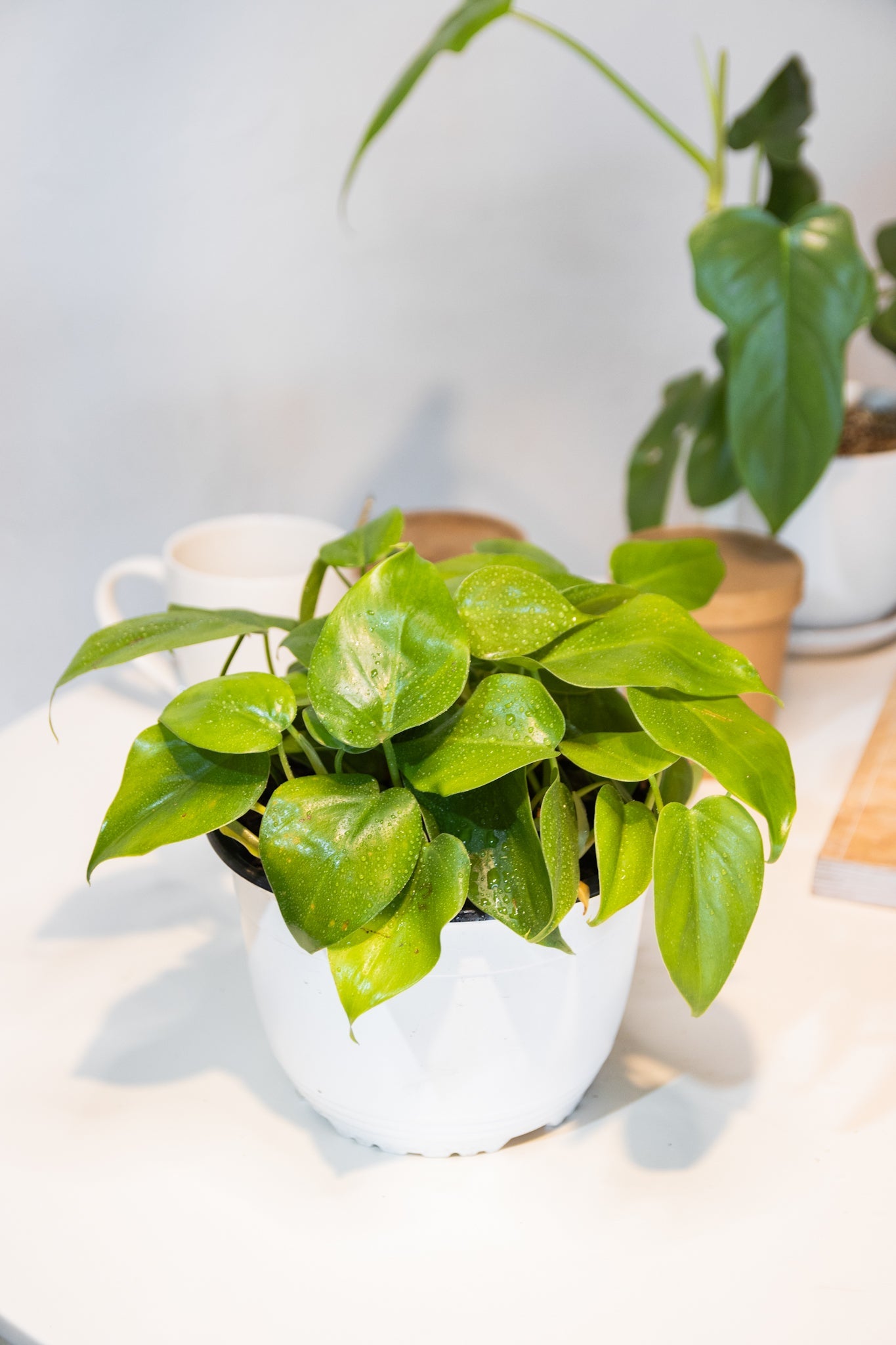 philodendron cordatum cuidados Filodendro Cordatum | Planta corazón de interior | Comprar