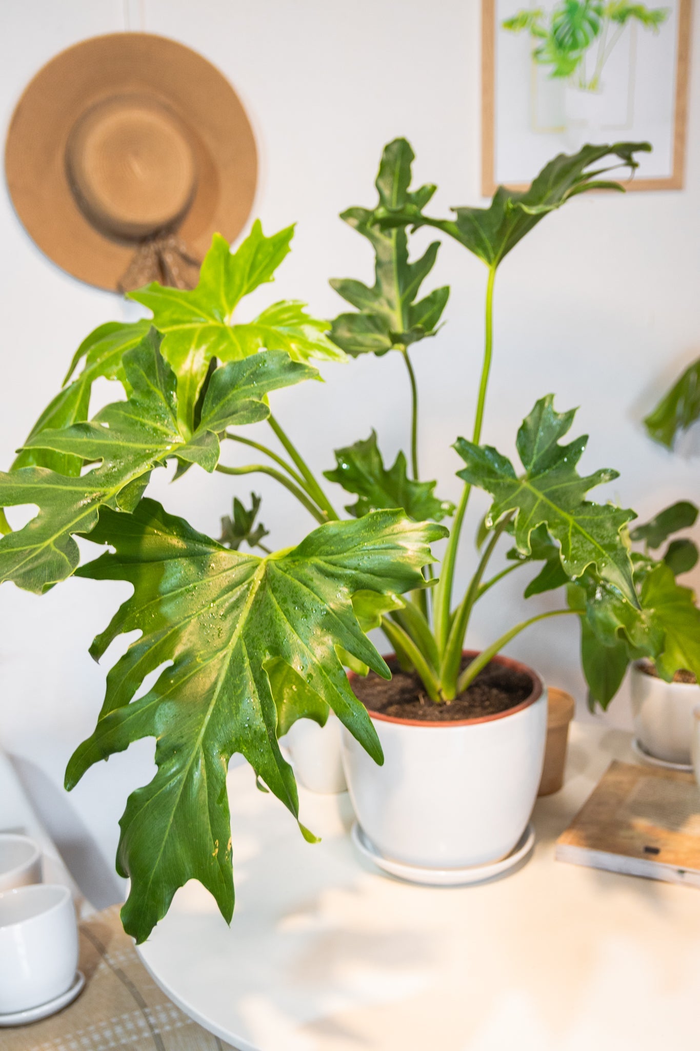 como cuidar un philodendron Filodendro Paraguayo | Comprar online · Envío Chile