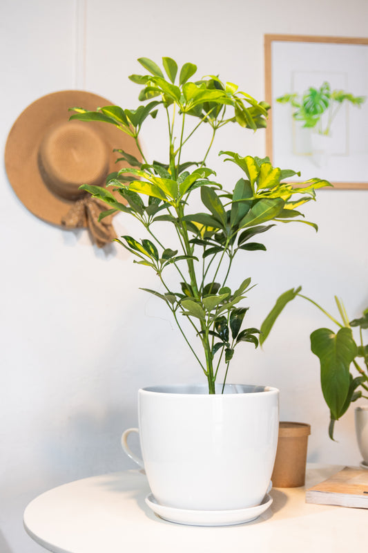 Schefflera